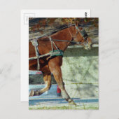 Carte Postale Automne Amish Buggy Horse (Devant / Derrière)