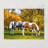 Carte Postale "Automne après-midi" (Devant)