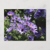 Carte Postale Automne Aster (Devant)