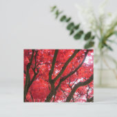 Carte Postale Automne, automne, feuilles (Debout devant)