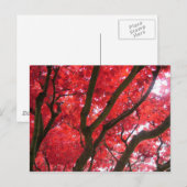 Carte Postale Automne, automne, feuilles (Devant / Derrière)