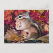 Carte Postale Automne, chipmunk (photo) (Devant)