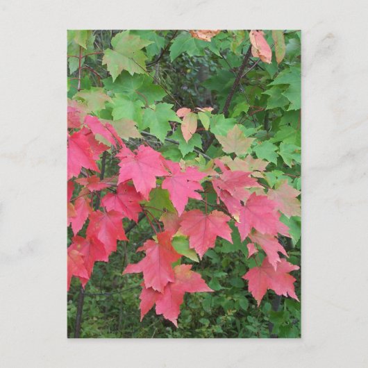 Carte Postale Automne Dans Le Maine (Devant)