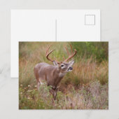 Carte Postale Automne de cerfs à queue blanche au Texas (Devant / Derrière)