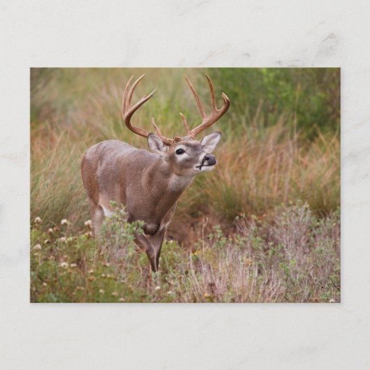 Carte Postale Automne de cerfs à queue blanche au Texas (Devant)