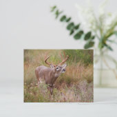Carte Postale Automne de cerfs à queue blanche au Texas (Debout devant)