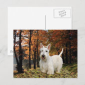 Carte Postale Automne de Wheaten Scottish Terrier (Devant / Derrière)