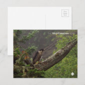 Carte Postale Automne - Faucon pèlerin (Devant / Derrière)