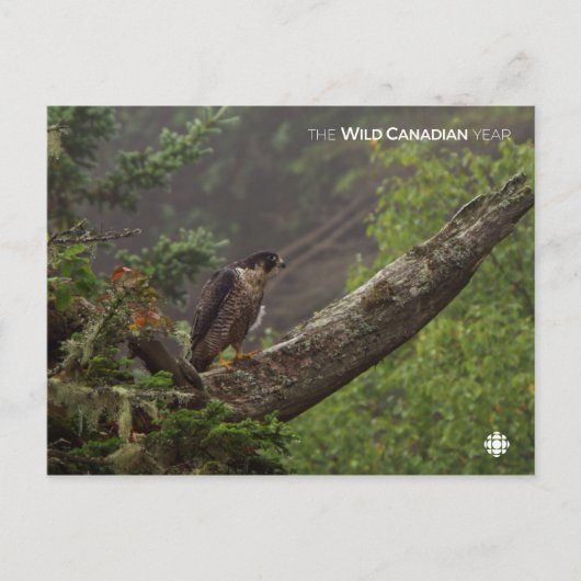 Carte Postale Automne - Faucon pèlerin (Devant)