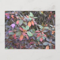 Automne Feuillage Automne Feuilles Nature Arbre Ph