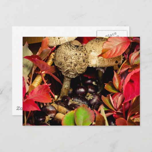 Carte Postale Automne Feuilles automnales, châtaignes champignon (Devant / Derrière)