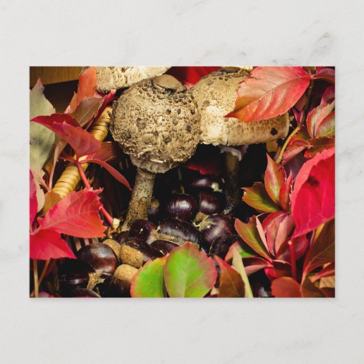 Carte Postale Automne Feuilles automnales, châtaignes champignon (Devant)