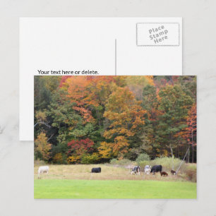 Carte Postale Automne Feuilles Vaches Pasture Photographie