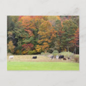 Carte Postale Automne Feuilles Vaches Pasture Photographie (Devant)