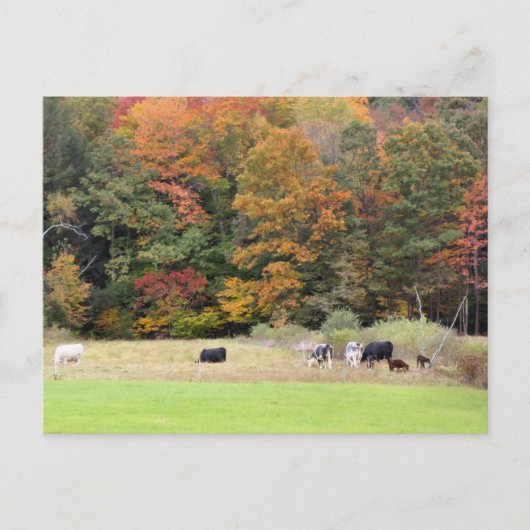 Carte Postale Automne Feuilles Vaches Pasture Photographie (Devant)