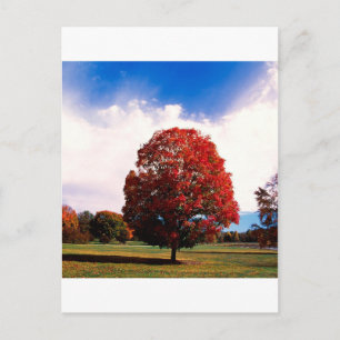 Carte Postale Automne Forêt d'érable rouge Clermont Kentucky