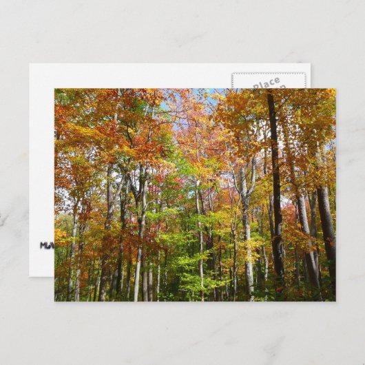 Carte Postale Automne Forêt II Automne Paysage Photographie (Devant / Derrière)