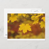 Carte Postale Automne inspirant (Devant / Derrière)