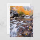 Carte Postale Automne le long de Bishop Creek, CA (Devant / Derrière)