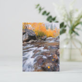 Carte Postale Automne le long de Bishop Creek, CA (Debout devant)