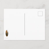 Carte Postale Automne nord-est (Dos)