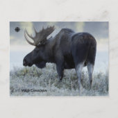 Carte Postale Automne - Oie (Devant)