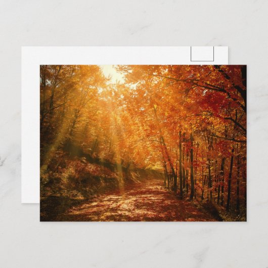 Carte Postale Automne Orange arbres Brown Forêt Nature Photograp (Devant / Derrière)