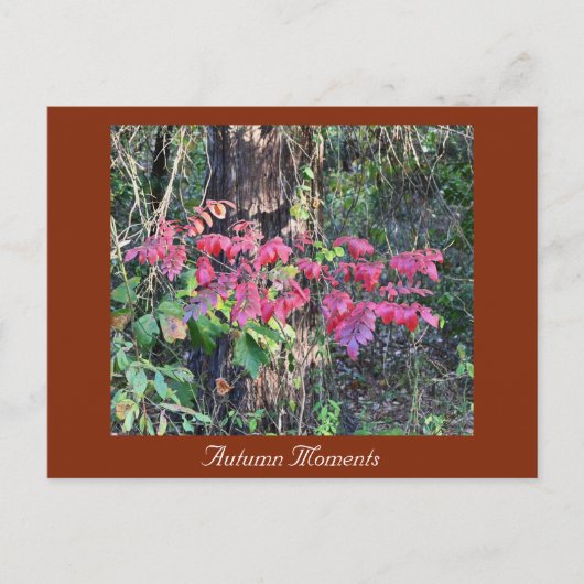 Carte postale Automne Photo (Devant)