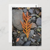 Carte Postale Automne sur les Rochers (Devant / Derrière)