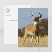 Carte Postale Automne Whitetail Buck (Devant / Derrière)