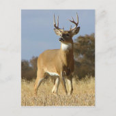 Carte Postale Automne Whitetail Buck (Devant)