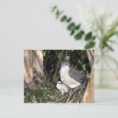 Carte Postale Autour africain (Debout devant)