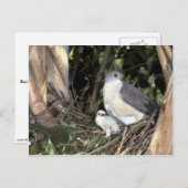 Carte Postale Autour africain (Devant / Derrière)