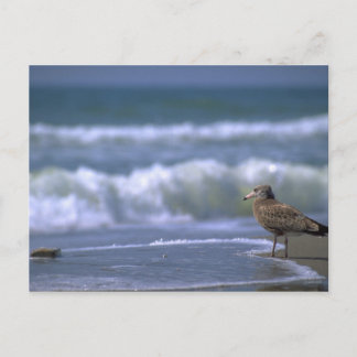 Carte Postale autre côté de la mer