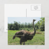 Carte Postale Autruche (Devant / Derrière)