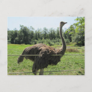 Carte Postale Autruche