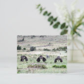 Carte Postale autruches trois (Debout devant)