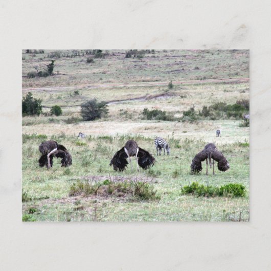 Carte Postale autruches trois (Devant)