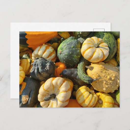 Carte Postale Autum des citrouilles et des gourdes (Devant / Derrière)