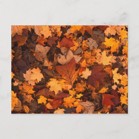 Carte Postale Autum Feuille (Devant)