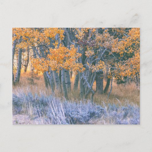 Carte Postale Autumn Aspens Forest (Devant)