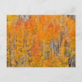 Carte Postale Autumn Colors on Aspen Groves (Devant)