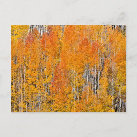 Carte Postale Autumn Colors on Aspen Groves (Devant)