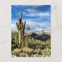 Autumn Colors Saguaro Sabino Canyon