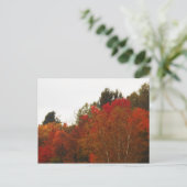 Carte Postale Autumn Field Adirondacks Paysage des arbres (Debout devant)