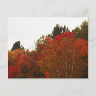 Carte Postale Autumn Field Adirondacks Paysage des arbres