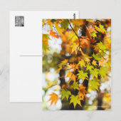 Carte Postale Autumn Leaves [Postcard] (Devant / Derrière)