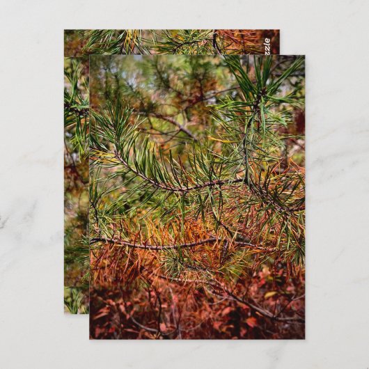 Carte Postale Autumn Pine Needles (Devant / Derrière)