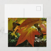 Carte Postale Autumn shades (Devant / Derrière)