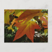 Carte Postale Autumn shades (Devant)
